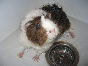 gpig-juinea-08-02-10