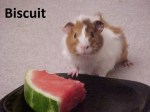 biscuit