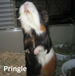 pringle