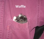 waffle