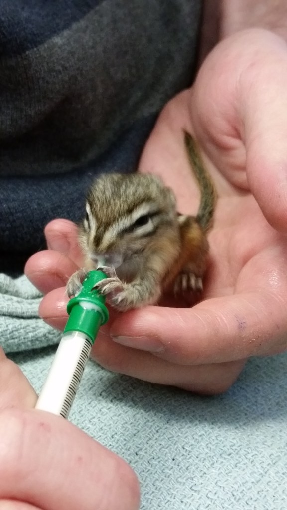 2015-06-07-151123-Chip