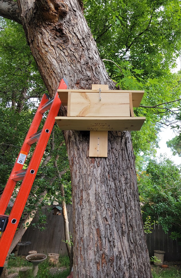 The new nest box hanging in the tree.