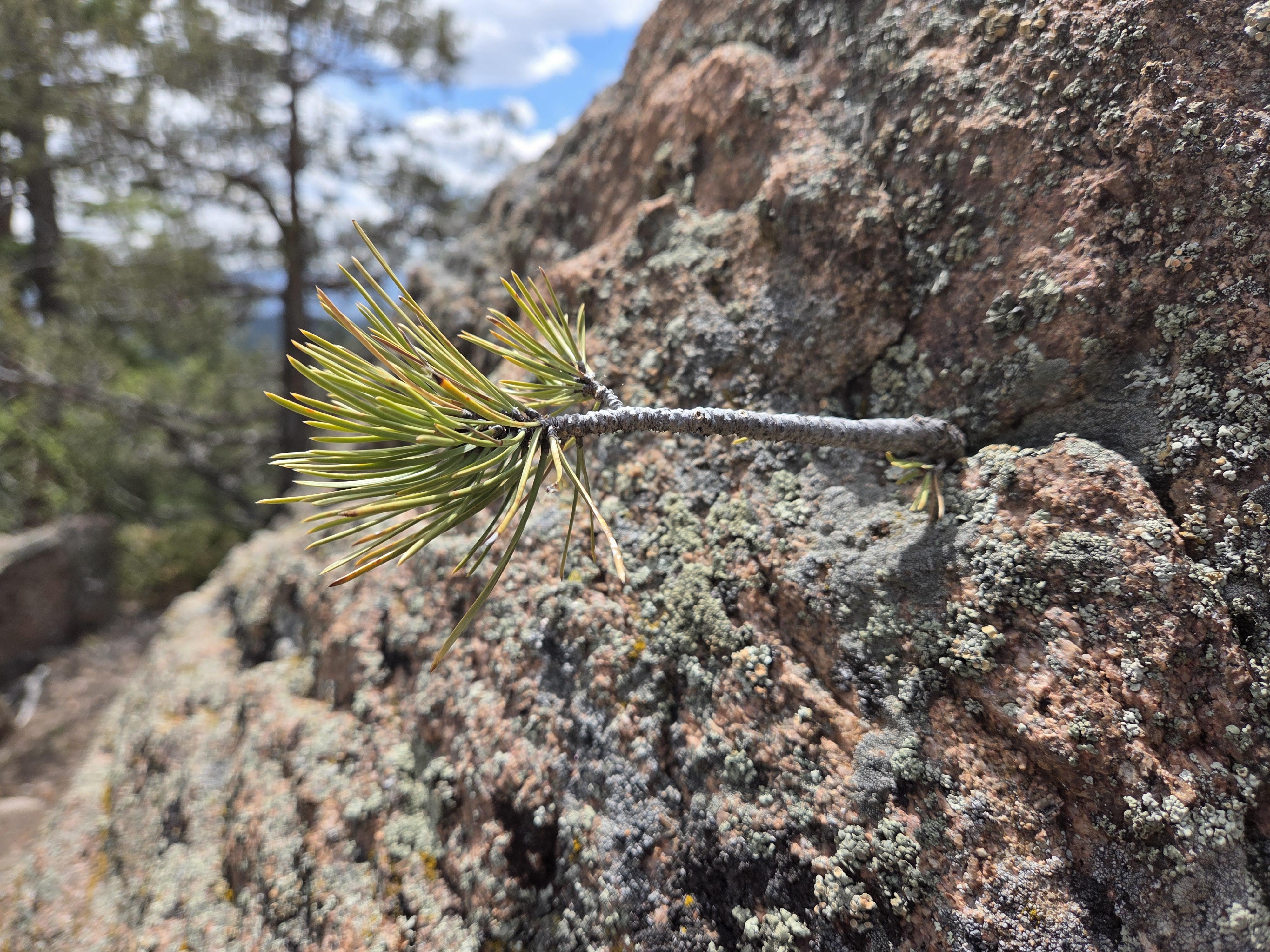 Nature Finds a Way